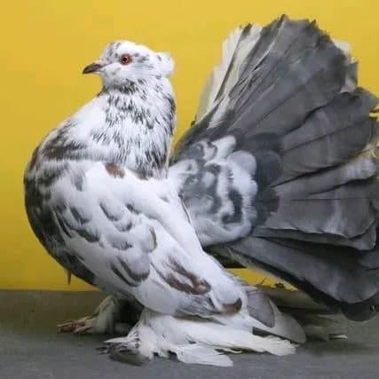Salisu