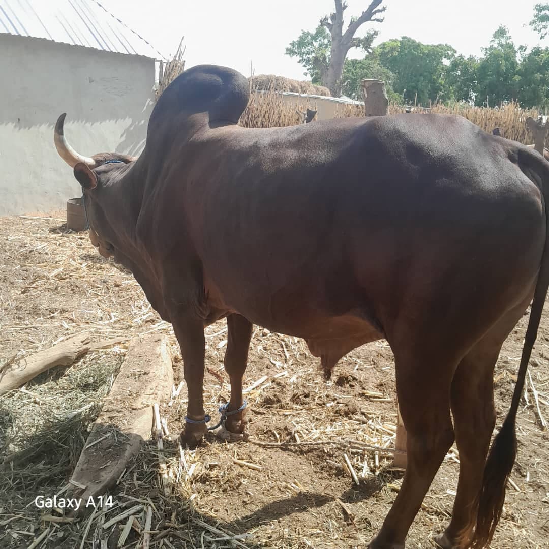 Sallah mai gajeren baya tawuce tabar wawa da bashi
