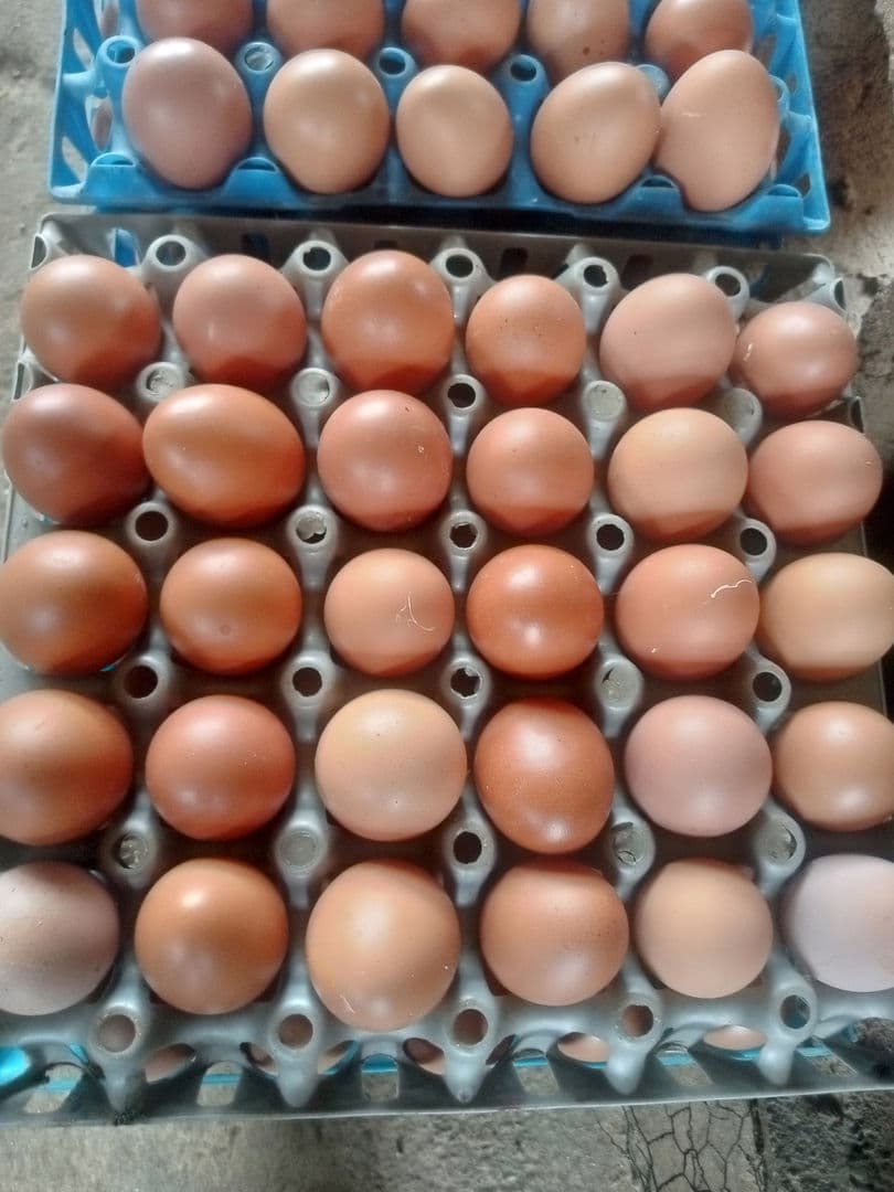 Egg Available Kano 09075735775

5,200/crate 