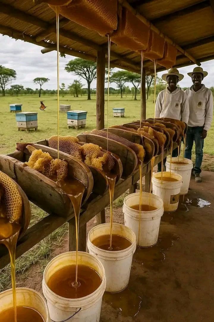 Available honey contact me 07064368865
Kano state any quantity 
